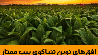 افق‌های نوین تنباکوی پیپ ممتاز در سال ۲۰۲۵: سفری میان سنت، فناوری و هنر