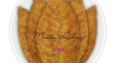 توتون بارلی و توتون ویرجینیا !