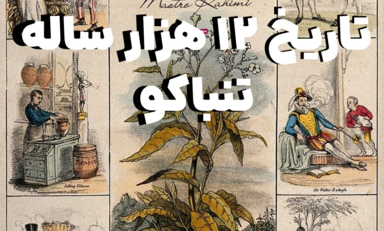 تاریخ ۱۲ هزار ساله تنباکو